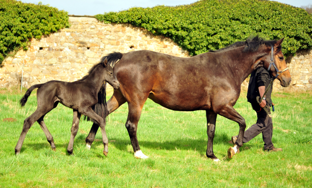 Trakehner Stutfohlen von Schwarzgold u.d. Pr.a.StPrSt. Tacyra v.  Saint Cyr - Foto: Beate Langels - Trakehner Gestt Hmelschenburg