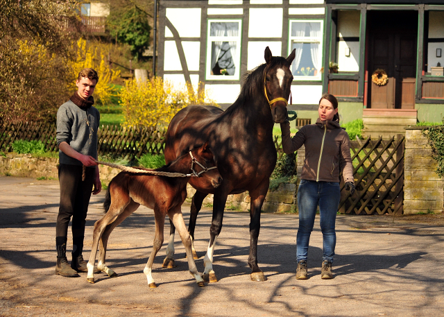 Schwalbendiva mit ihrer 1,5 Tage alten Tochter von Sir Donnerhall im Trakehner Gestt Hmelschenburg - Foto: Beate Langels