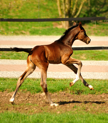 Schwalbendiva mit ihrer 1,5 Tage alten Tochter von Sir Donnerhall im Trakehner Gestt Hmelschenburg - Foto: Beate Langels