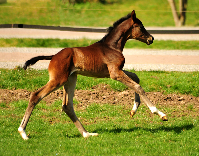 Mrz 2019 - Impressionen - Trakehner Gestt Hmelschenburg 2019 - Foto: Beate Langels