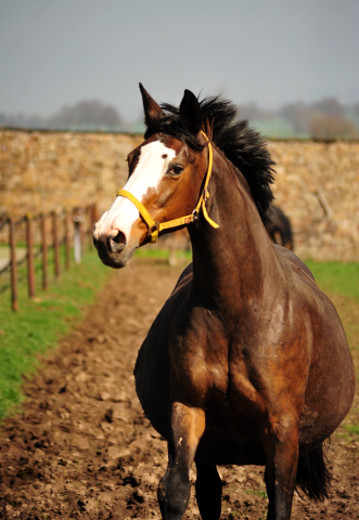 Tavolara von Exclusiv - Trakehner Gestt Hmelschenburg - Foto: Beate Langels