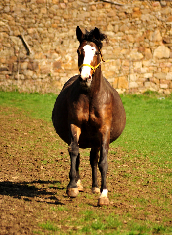 Tavolara von Exclusiv - Trakehner Gestt Hmelschenburg - Foto: Beate Langels