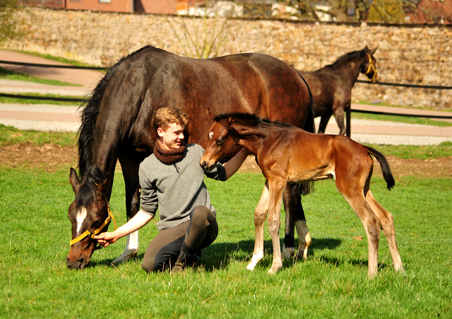 Schwalbendiva mit ihrer 1,5 Tage alten Tochter von Sir Donnerhall im Trakehner Gestt Hmelschenburg - Foto: Beate Langels