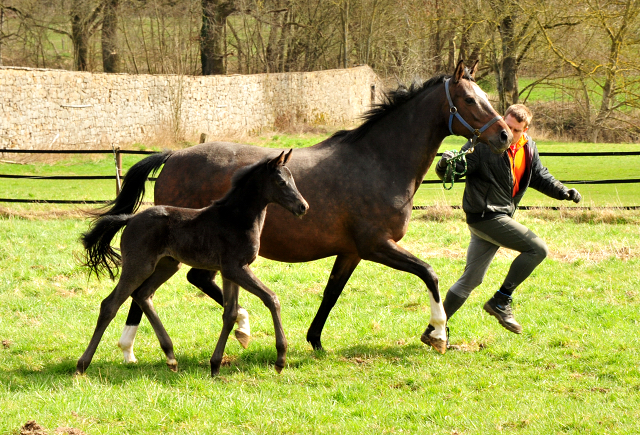 Stutfohlen von San Amour u.d. Schwalbendiva v. Totilas - 22. Mrz 2021 - Foto: Beate Langels - 
Trakehner Gestt Hmelschenburg