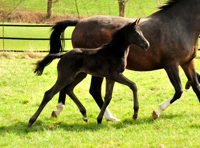Stutfohlen von San Amour u.d. Schwalbendiva v. Totilas - 22. Mrz 2021 - Foto: Beate Langels - 
Trakehner Gestt Hmelschenburg
