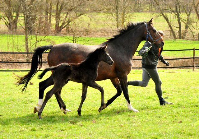 Stutfohlen von San Amour u.d. Schwalbendiva v. Totilas - 22. Mrz 2021 - Foto: Beate Langels - 
Trakehner Gestt Hmelschenburg