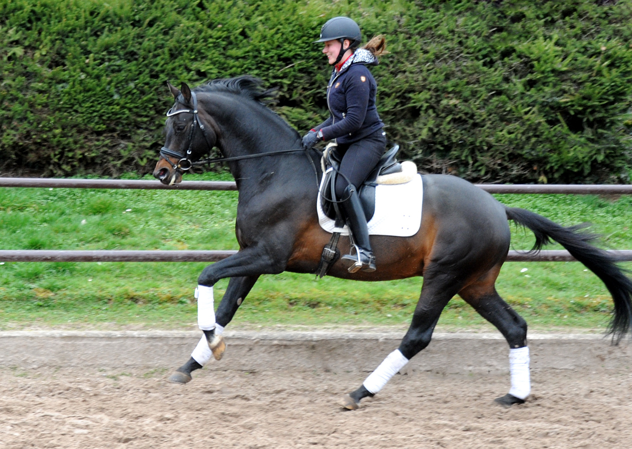 Trakehner Hengst Preuen Party v. Ivanhoe x Connery - Foto Beate Langels - Gestt Hmelschenburg