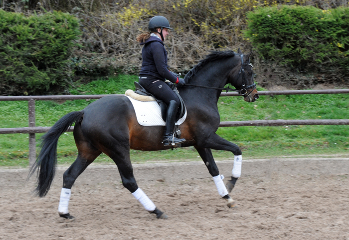 Trakehner Hengst Preuen Party v. Ivanhoe x Connery - Foto Beate Langels - Gestt Hmelschenburg