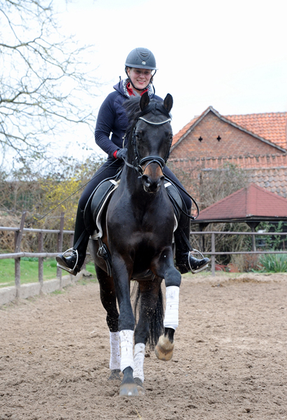 Trakehner Hengst Preuen Party v. Ivanhoe x Connery - Foto Beate Langels - Gestt Hmelschenburg