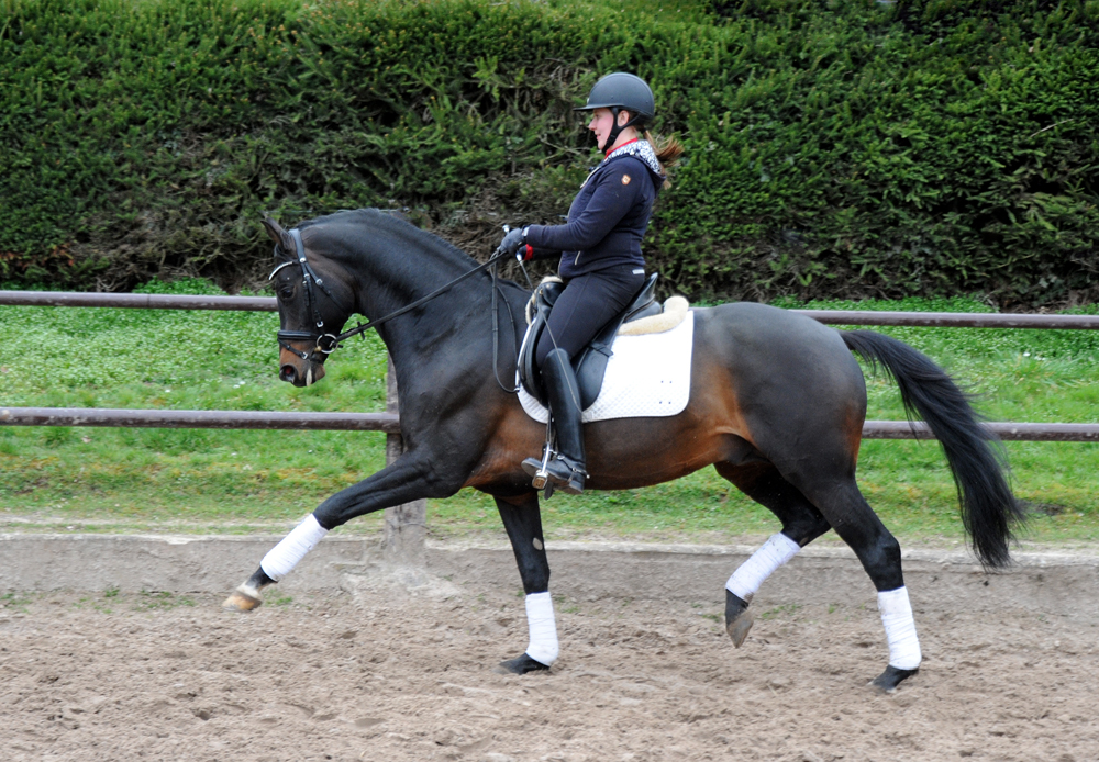 Trakehner Hengst Preuen Party v. Ivanhoe x Connery - Foto Beate Langels - Gestt Hmelschenburg