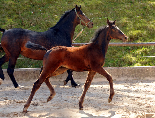 Stutfohlen Schwalbensage von Grand Corazon u.d. Schwalbenfeder v. Summertime - Trakehner Gestt Hmelschenburg