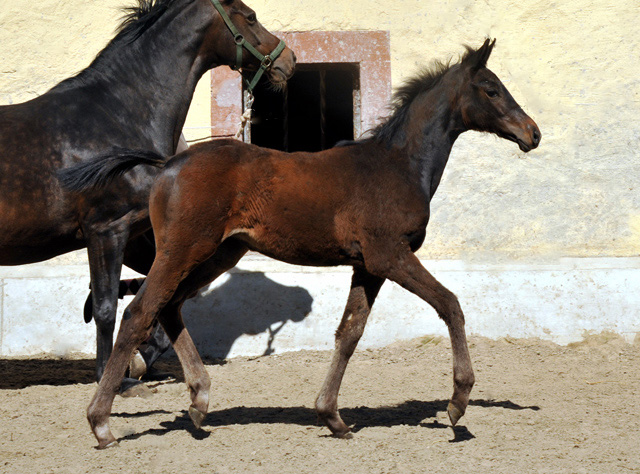 Stutfohlen Schwalbensage von Grand Corazon u.d. Schwalbenfeder v. Summertime - Trakehner Gestt Hmelschenburg