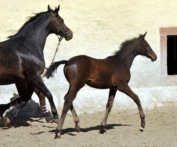 Stutfohlen Schwalbensage von Grand Corazon u.d. Schwalbenfeder v. Summertime - Trakehner Gestt Hmelschenburg