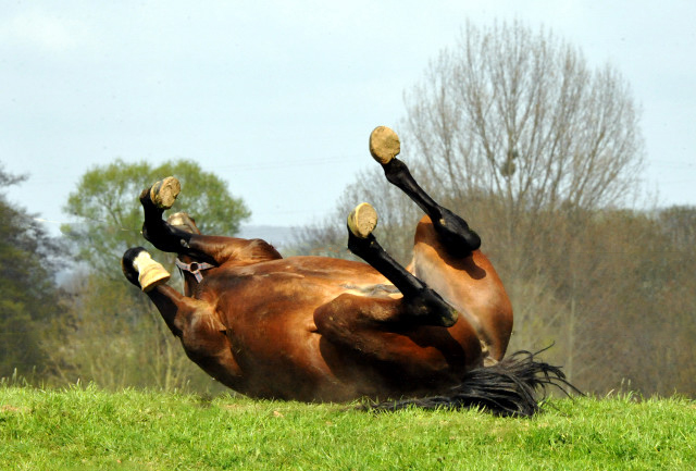 Under Fire von Saint Cyr geniet den ersten Tag der Weidesaison 2015 - Foto Beate Langels - Gestt Hmelschenburg