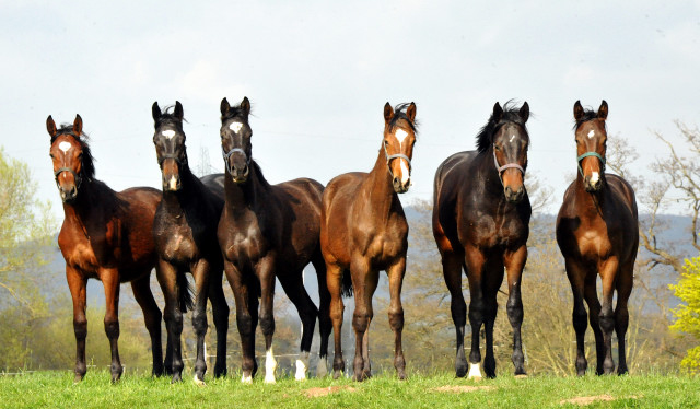 Die Ein- u. Zweijhrigen Hengste genieen den ersten Tag der Weidesaison 2015 - Foto Beate Langels - Gestt Hmelschenburg