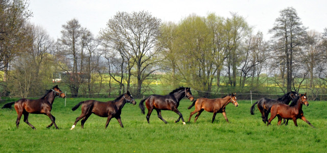 Die Ein- u. Zweijhrigen Hengste genieen den ersten Tag der Weidesaison 2015 - Foto Beate Langels - Gestt Hmelschenburg