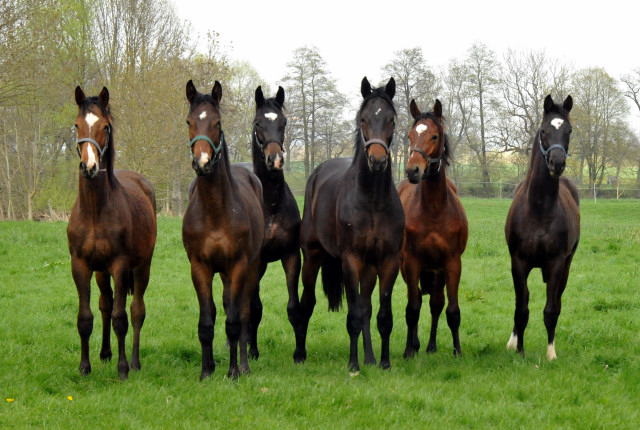 Die Ein- u. Zweijhrigen Hengste genieen den ersten Tag der Weidesaison 2015 - Foto Beate Langels - Gestt Hmelschenburg