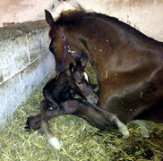 wenige Minuten alt: Stutfohlen von Touch my Heart - Foto: Beate Langels