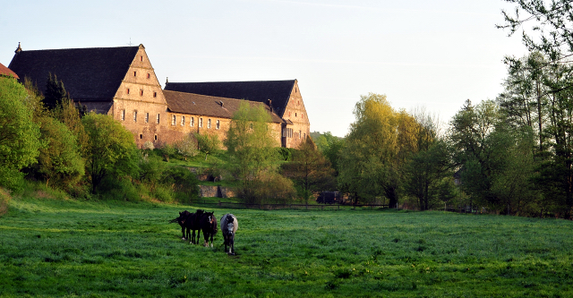 Die Zuchtstuten im Gestt Hmelschenburg