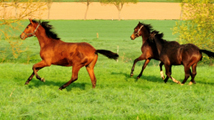 April - Impressionen - Trakehner Gestt Hmelschenburg 2018 - Foto: Beate Langels