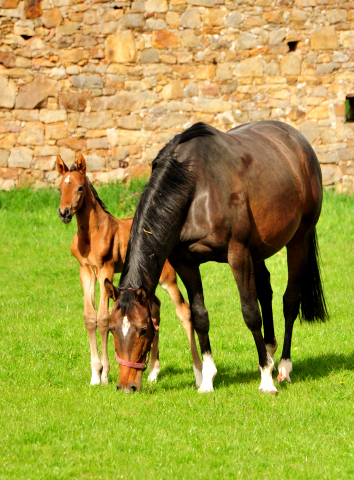 1,5 Tage alt: Val d'amour Stutfohlen von Tantalos u.d. Prmienstute Val d'Isere v. High Motion - 
Trakehner Gestt Hmelschenburg - Foto: Beate Langels