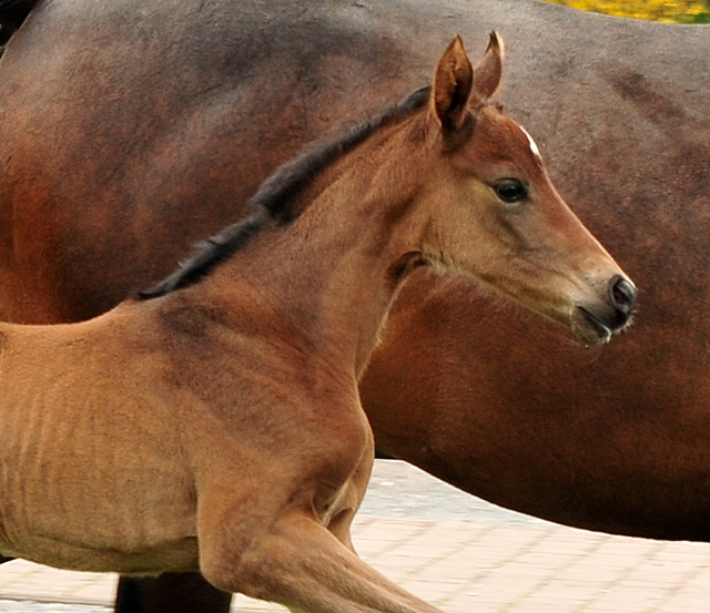 1,5 Tage alt: Val d'amour Stutfohlen von Tantalos u.d. Prmienstute Val d'Isere v. High Motion - 
Trakehner Gestt Hmelschenburg - Foto: Beate Langels