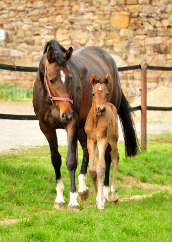 1,5 Tage alt: Val d'amour Stutfohlen von Tantalos u.d. Prmienstute Val d'Isere v. High Motion - 
Trakehner Gestt Hmelschenburg - Foto: Beate Langels