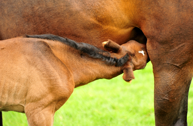 1,5 Tage alt: Stutfohlen von Tantalos u.d. Prmienstute Val d'Isere v. High Motion - 
Trakehner Gestt Hmelschenburg - Foto: Beate Langels