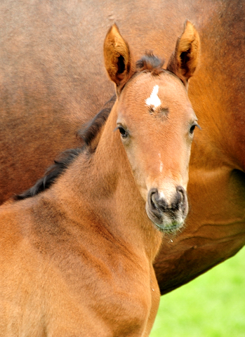 1,5 Tage alt: Val d'amour Stutfohlen von Tantalos u.d. Prmienstute Val d'Isere v. High Motion - 
Trakehner Gestt Hmelschenburg - Foto: Beate Langels