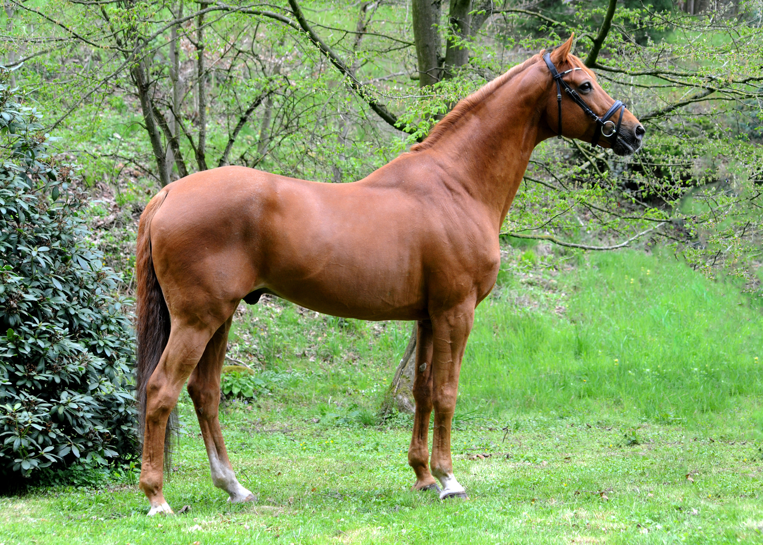 Trakehner Hengst Zauberdeyk v. Van Deyk (16jhrig) - Gestt Hmelschenburg - Beate Langels