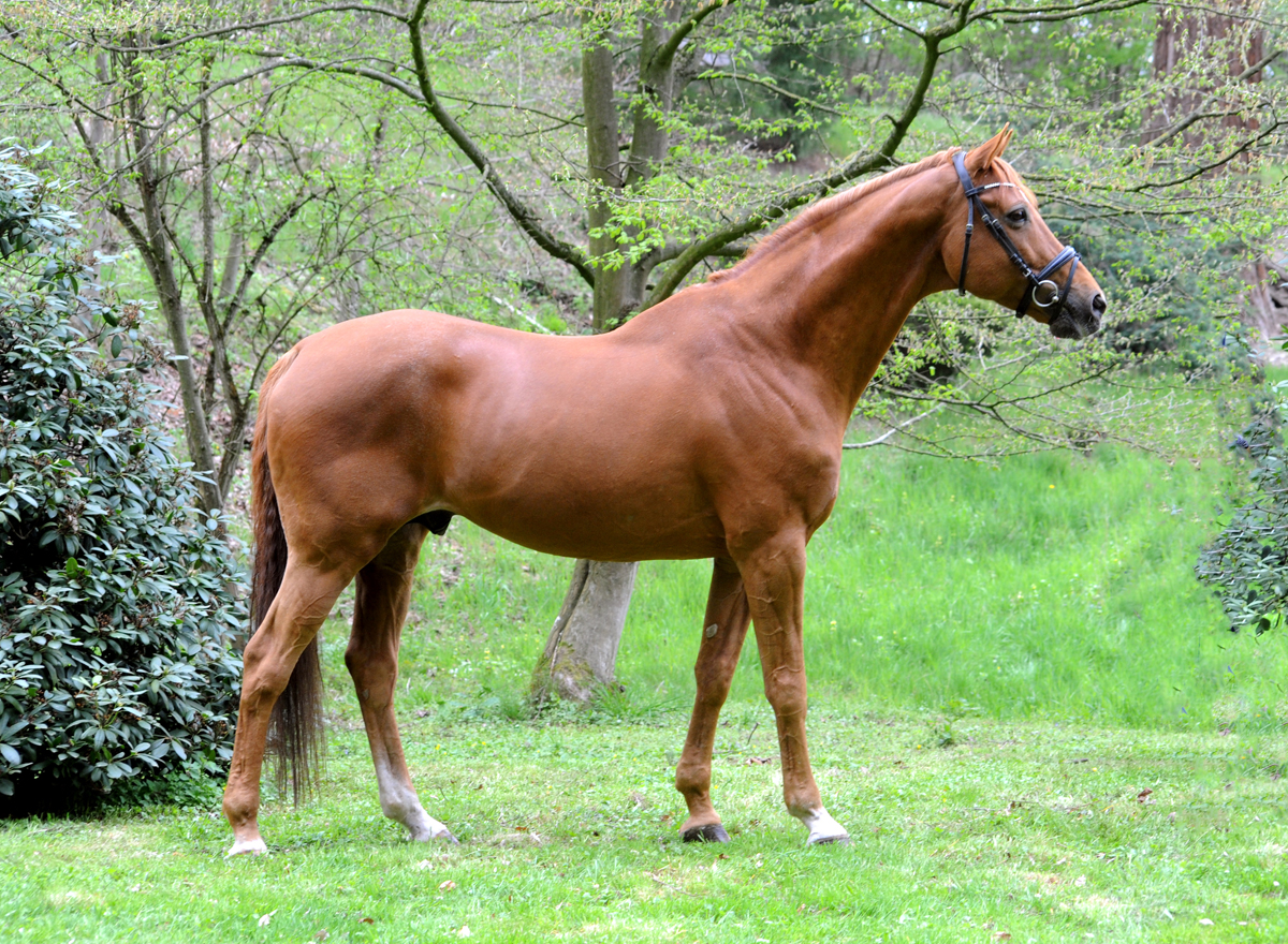 Trakehner Hengst Zauberdeyk v. Van Deyk (16jhrig) - Gestt Hmelschenburg - Beate Langels