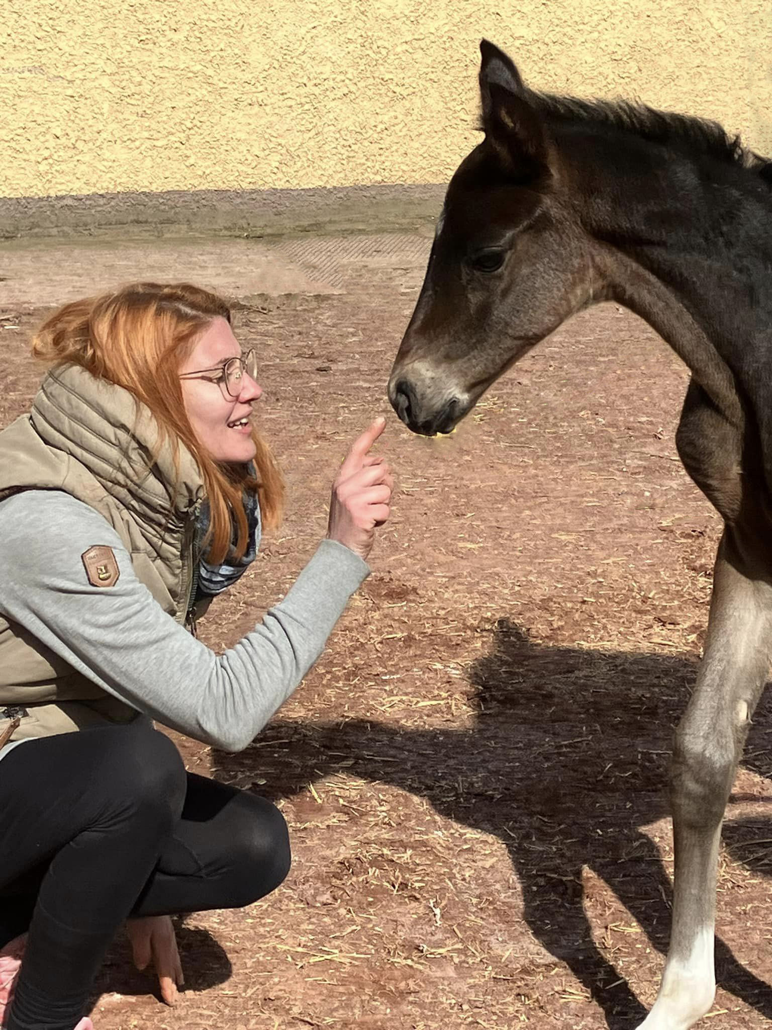 Schwalbe's Frstin - Oldenburger Filly by Frst Toto out of Schwalbenflocke by Sir Donnerhall I
 Trakehner Gestt Hmelschenburg - Beate Langels