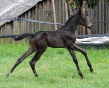 Trakehner Stutfohlen Alemania von Summertime u.d. Pr.St. Anjana v. Freudenfest, Foto Beate Langels Gestt Hamelschenburg