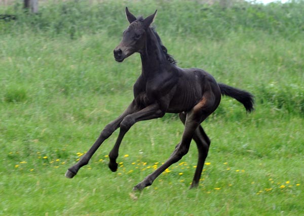 Trakehner Stutfohlen Alemania von Summertime u.d. Pr.St. Anjana v. Freudenfest, Foto Beate Langels Gestt Hamelschenburg