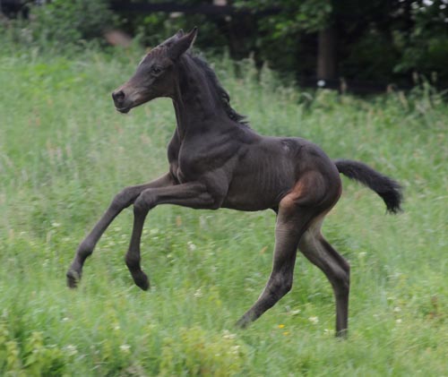 Trakehner Stutfohlen Alemania von Summertime u.d. Pr.St. Anjana v. Freudenfest, Foto Beate Langels Gestt Hamelschenburg