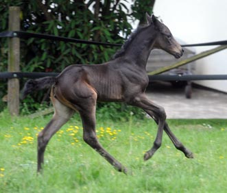 Trakehner Stutfohlen Alemania von Summertime u.d. Pr.St. Anjana v. Freudenfest, Foto Beate Langels Gestt Hamelschenburg