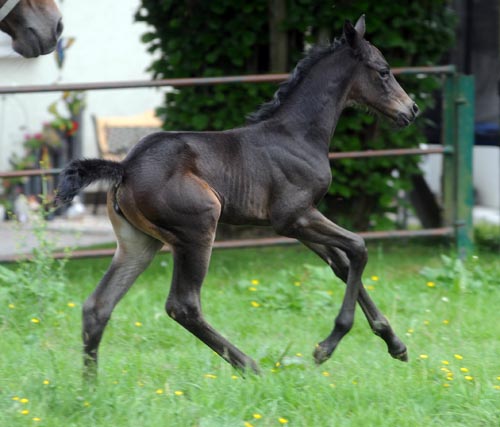 Trakehner Stutfohlen Alemania von Summertime u.d. Pr.St. Anjana v. Freudenfest, Foto Beate Langels Gestt Hamelschenburg