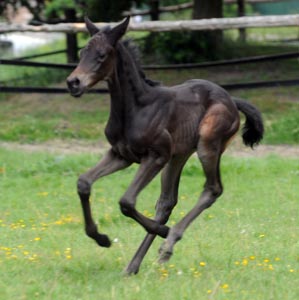 Trakehner Stutfohlen Alemania von Summertime u.d. Pr.St. Anjana v. Freudenfest, Foto Beate Langels Gestt Hamelschenburg