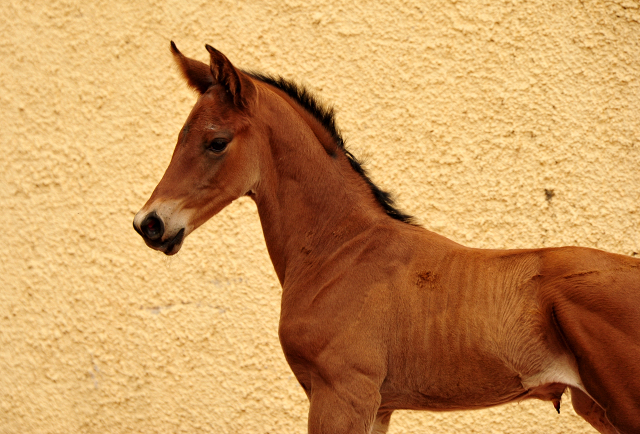 Hengstfohlen v. High Motion x Imperio - Trakehner Gestt Hmelschenburg - Foto: Beate Langels