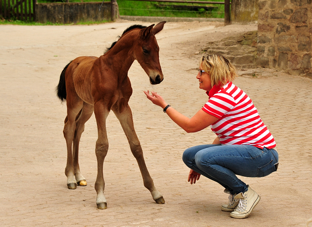 Hengstfohlen v. High Motion x Imperio - Trakehner Gestt Hmelschenburg - Foto: Beate Langels