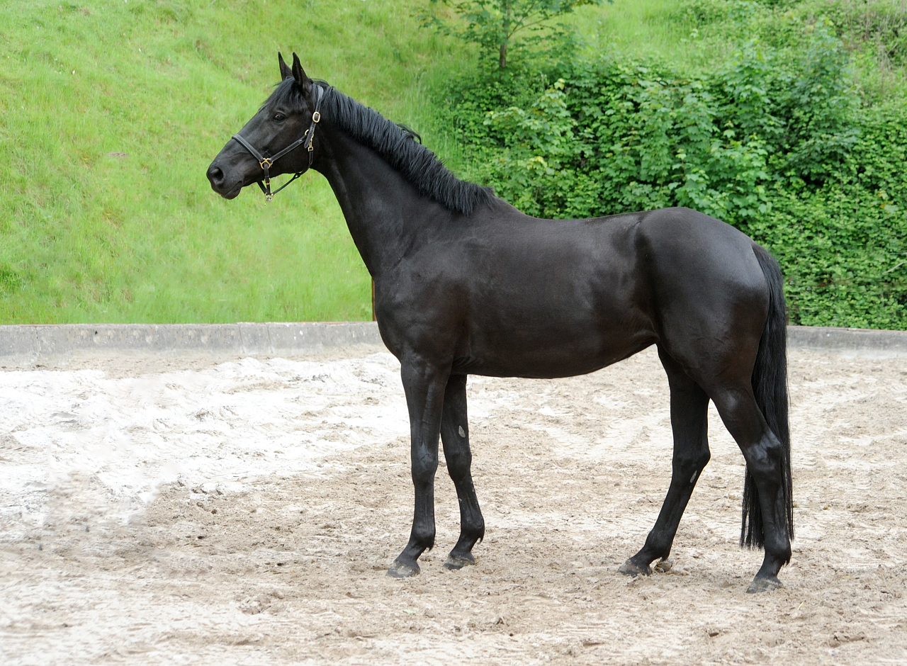 Trs Chic - Trakehner Stute von Schwarzgold u.d. Pr.u.StPrSt. Tacyra v. Saint Cyr  - 
Foto Beate Langels