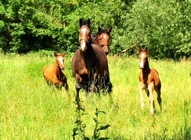 Stuten und Fohlen in den Emmerwiesen - Foto: Beate Langels - Trakehner Gestt Hmelschenburg