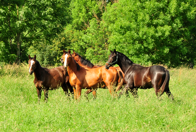 Unsere Jhrlingshengste von Saint Cyr und High Motion in den Emmerwiesen - Foto: Beate Langels - Trakehner Gestt Hmelschenburg