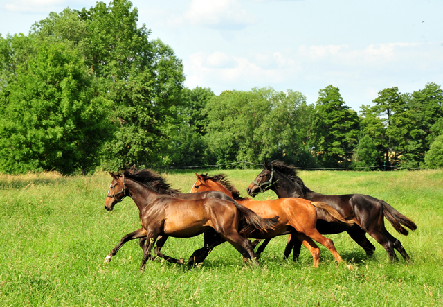 Unsere Jhrlingshengste von Saint Cyr und High Motion in den Emmerwiesen - Foto: Beate Langels - Trakehner Gestt Hmelschenburg