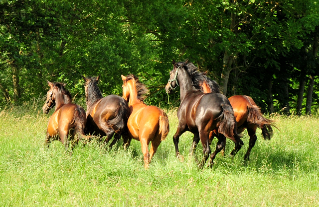 Unsere Jhrlingshengste von Saint Cyr und High Motion in den Emmerwiesen - Foto: Beate Langels - Trakehner Gestt Hmelschenburg