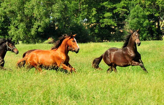 Unsere Jhrlingshengste von Saint Cyr und High Motion in den Emmerwiesen - Foto: Beate Langels - Trakehner Gestt Hmelschenburg