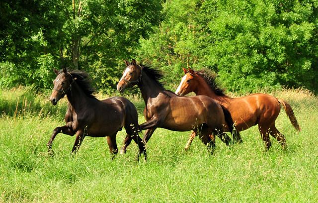 Unsere Jhrlingshengste von Saint Cyr und High Motion in den Emmerwiesen - Foto: Beate Langels - Trakehner Gestt Hmelschenburg