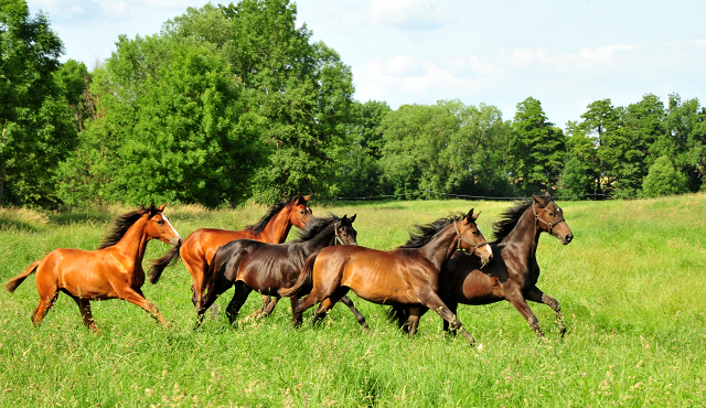 Unsere Jhrlingshengste von Saint Cyr und High Motion in den Emmerwiesen - Foto: Beate Langels - Trakehner Gestt Hmelschenburg