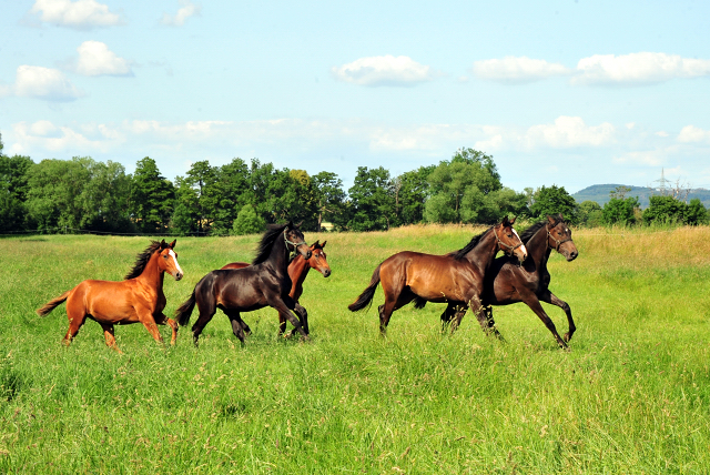 Unsere Jhrlingshengste von Saint Cyr und High Motion in den Emmerwiesen - Foto: Beate Langels - Trakehner Gestt Hmelschenburg