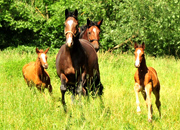 Impressionen vom Juni 2020 - Trakehner Gestt Hmelschenburg 2020 - Foto: Beate Langels